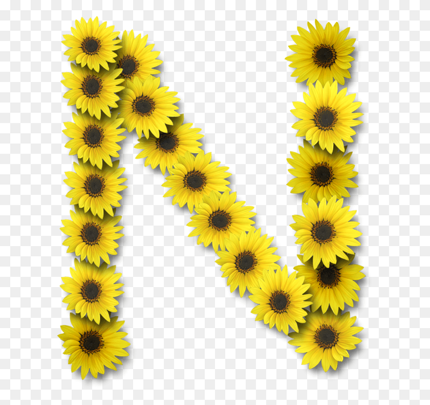 618x730 Alfabeto Sunflowers Alfabeto Sunflowers N, Plant, Flower, Blossom HD PNG Download