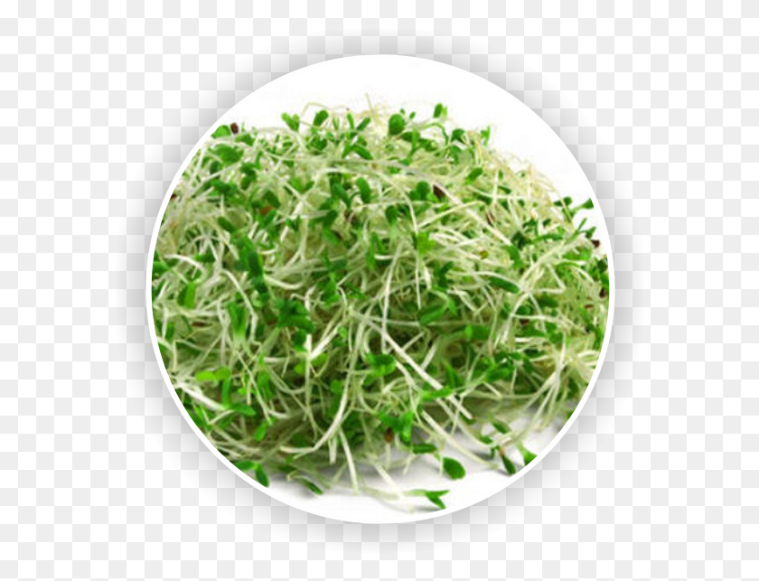 589x583 Alfalfa Alfalfa Sprout, Plant, Produce, Food Descargar Hd Png