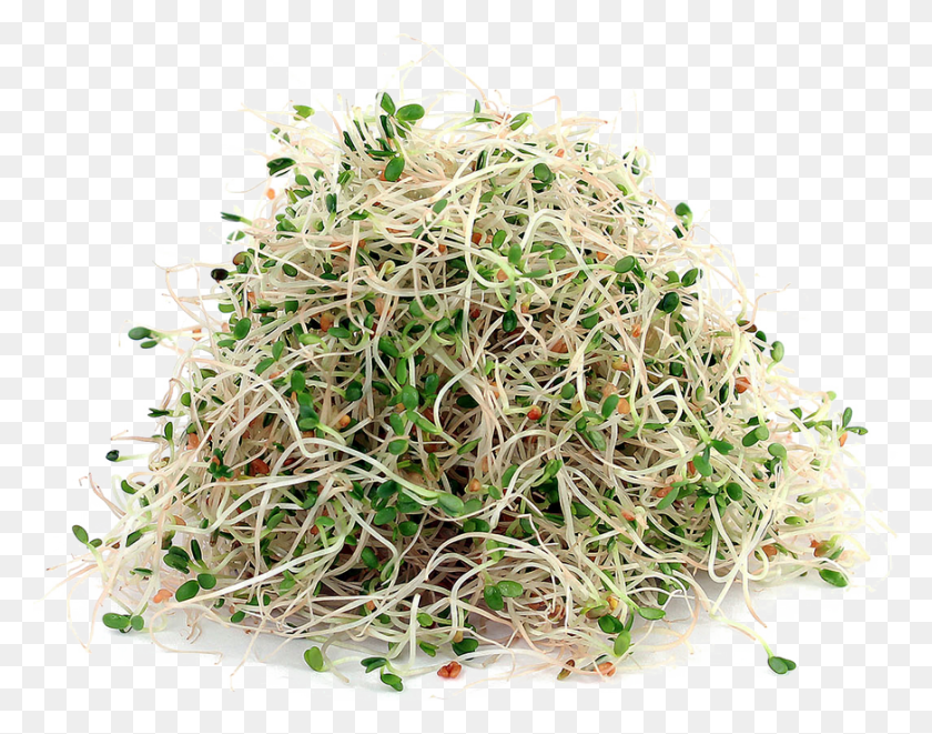 872x673 Alfalfa File, Plant, Sprout, Bean Sprout HD PNG Download