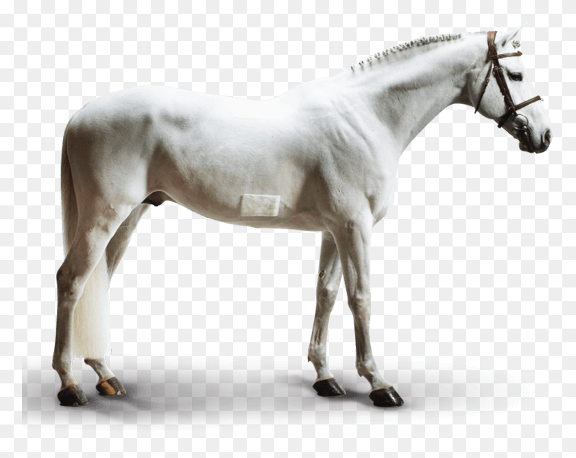 777x609 Аликанте Жеребец, Лошадь, Млекопитающее, Животное Hd Png Скачать