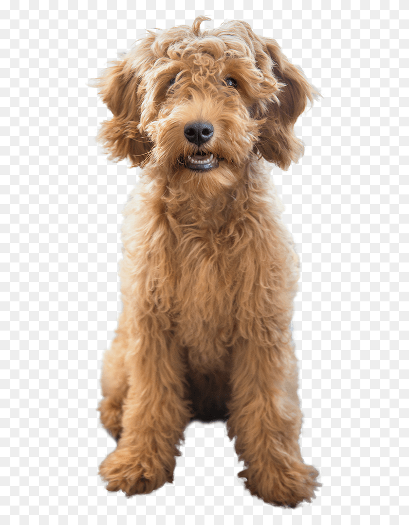 500x1020 Alife Image Airedale Terrier, Dog, Pet, Canine HD PNG Download