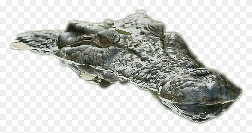 802x394 Aligator Sticker American Alligator, Fossil, Turtle, Reptile HD PNG Download