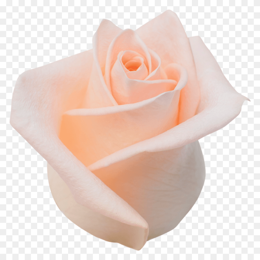 Alina Roza Re, Rose, Flower, Plant HD PNG Download