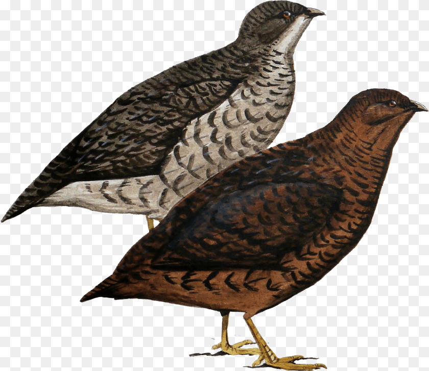 All Birds Wiki, Animal, Bird, Partridge PNG