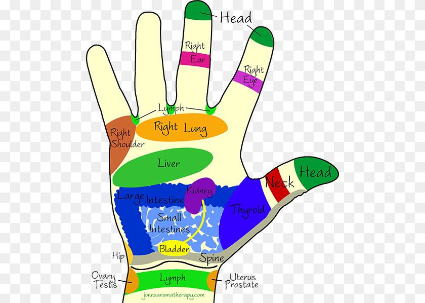 500x598 All Of The Reflexology Images Of Hands And Feet Shown Massaging Points On Hands, Body Part, Clothing, Finger, Glove Transparent PNG