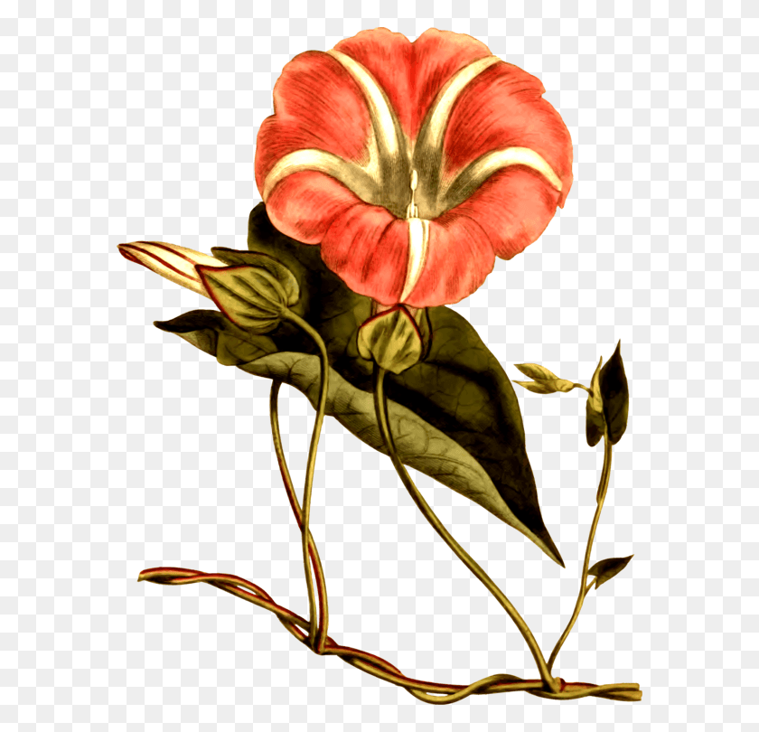 582x750 Все Фото Клипарт Антуриум, Растение, Цветок, Цветение Hd Png Скачать
