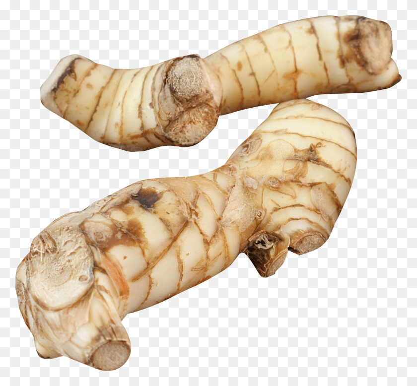 1325x1221 All Posts Tagged In Galangal, Plant, Fungus, Ginger HD PNG Download