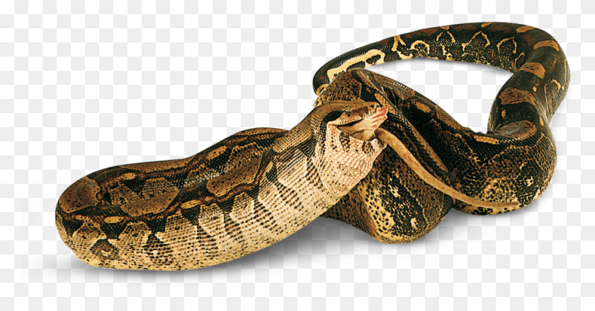 960x468 Todos Los Reptiles En, Serpiente, Reptil, Animal Hd Png