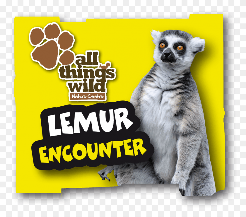 1017x889 All Things Wild, Advertisement, Poster, Mammal HD PNG Download