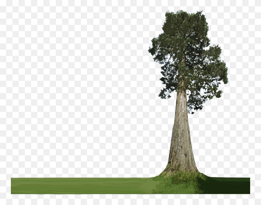770x600 All Trees And Forests Are The Same Softwood Tree No Background, Plant, Tree Trunk, Grass HD PNG Download