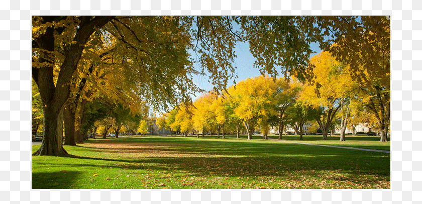 715x346 All Trees In Denver Are Planted Denver Urban Forest, Grass, Plant, Park HD PNG Download