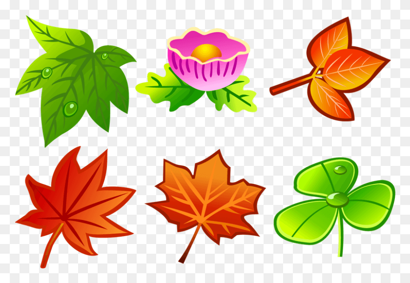 801x535 All Type Of Leaves, Leaf, Plant, Tree HD PNG Download