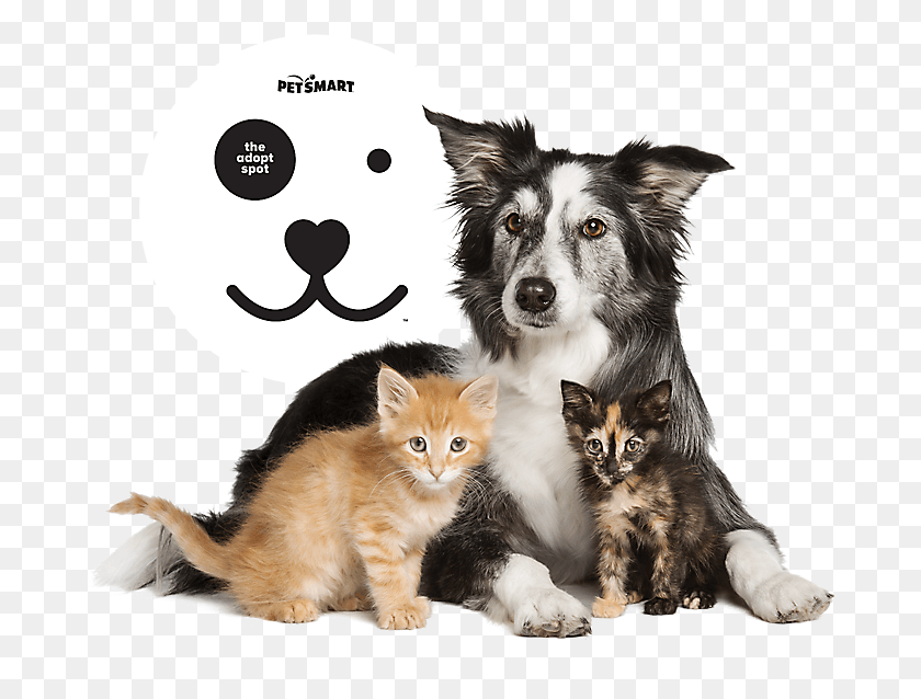684x578 Все, Что Вам Нужно Знать О Линейке Продуктов В Petsmart Petsmart, Pet, Animal, Cat Hd Png Скачать