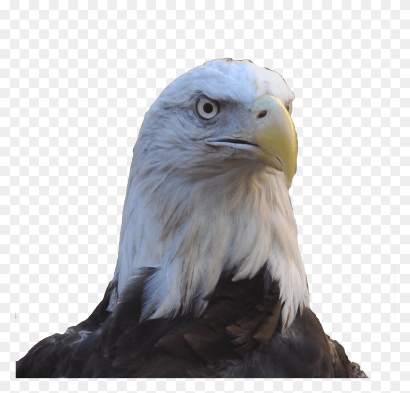 776x744 Allegiant Our Female Bald Eagle Bald Eagle Head, Eagle, Bird, Animal HD PNG Download