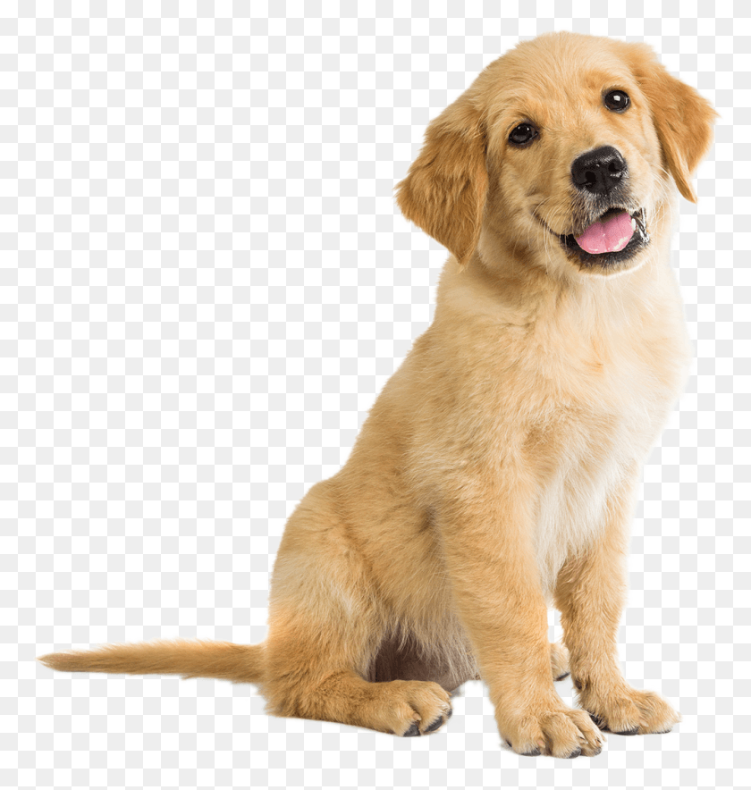 1000x1057 Allies Puppy Mariah Carey Son 2018, Dog, Pet, Canine HD PNG Download