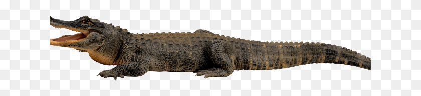 641x132 Alligator Clipart Magarmach Cocodrilos, Lizard, Reptile, Animal HD PNG Download