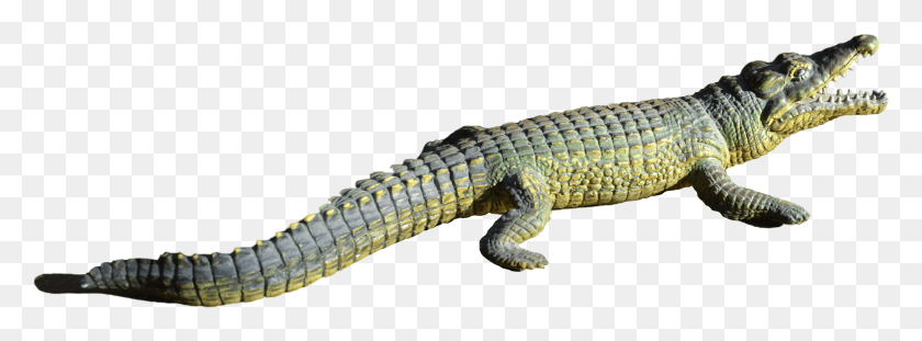 3589x1157 Descargar Png Cocodrilo Del Nilo, Lagarto, Reptil, Animal Hd Png
