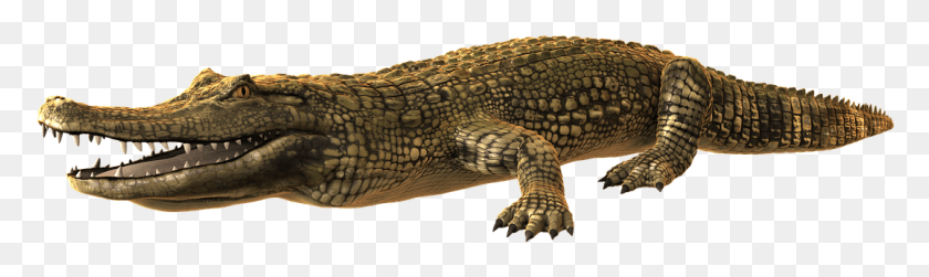1076x264 Alligator Photo Krokodil Transparent, Lizard, Reptile, Animal HD PNG Download