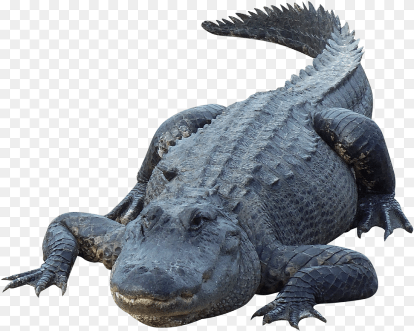 983x785 Alligator Transparent Cartoons Alligator, Animal, Lizard, Reptile, Crocodile PNG