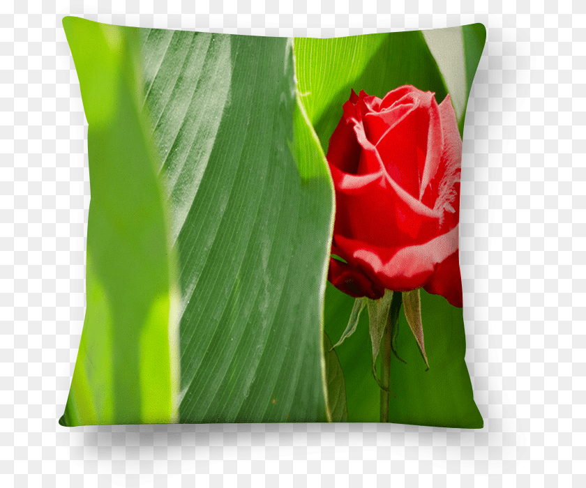 706x700 Almofada Rosa Vermelha De Belisa Stedilena Throw Pillow, Flower, Plant, Rose, Petal PNG