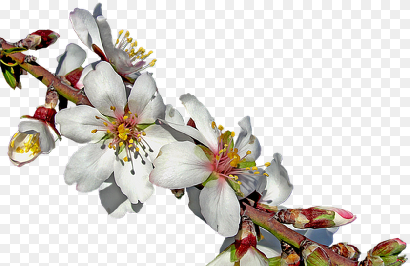 1152x749 Almond Branch In Bloom On Pixabay Almendro En Flor, Flower, Plant, Pollen, Bud Sticker PNG