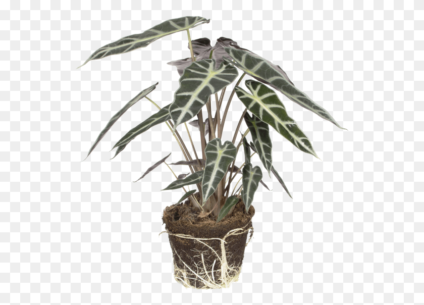543x544 Alocasia Bambino Arrow Flowerpot, Plant, Root, Tree HD PNG Download
