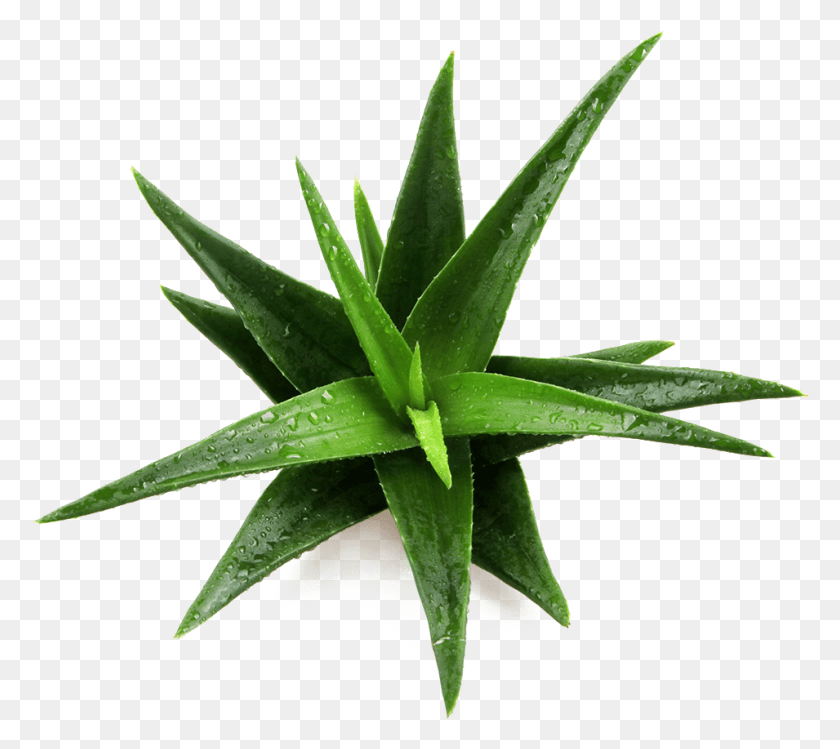 955x844 Aloe Aloe Vera Hemani, Plant HD PNG Download
