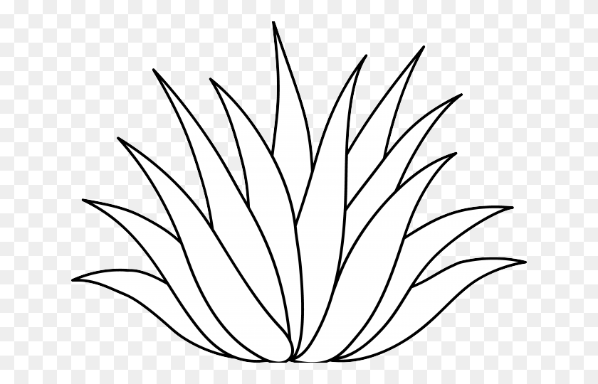 640x480 Descargar Png / Aloe Clipart Agave Agave Vector Png