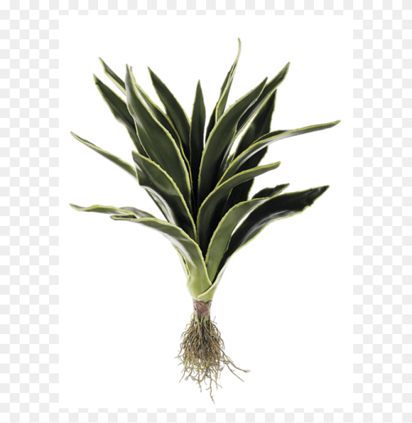 601x801 Aloe Plant Wroots Green White Houseplant, Vegetable, Food, Leek HD PNG Download