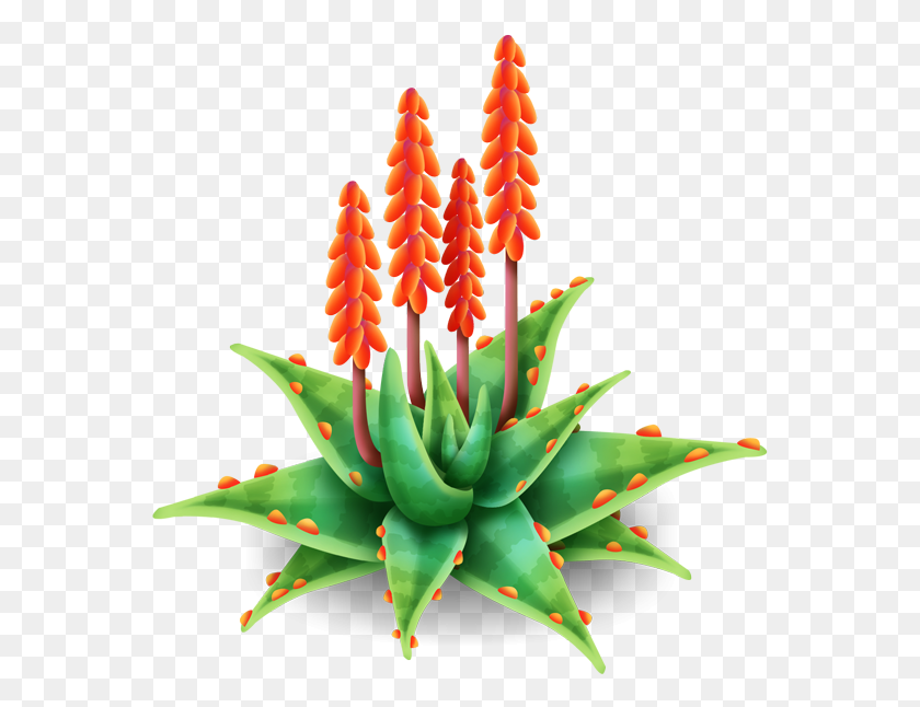 563x586 Descargar Png / Aloe Vera Flor De Aloe, Planta, Pastel De Cumpleaños Hd Png