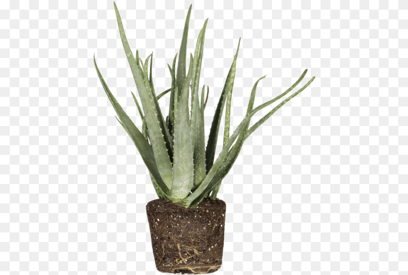 459x568 Aloe Vera Aspargo Rabo De Gato Em Vaso, Plant Clipart PNG