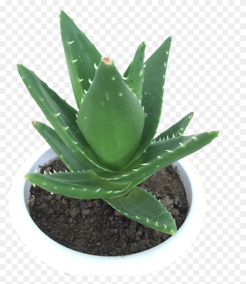 2449x2854 Алоэ Вера Комнатное Растение Viridiplantae Зеленая Посаженная Агава Hd Png Скачать