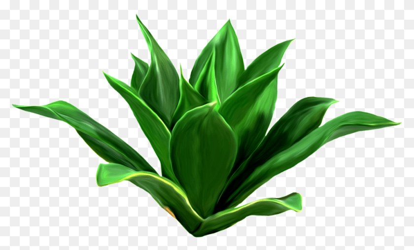 1024x619 Aloe Vera Leaves Decorative Download, Leaf, Plant, Green Transparent PNG