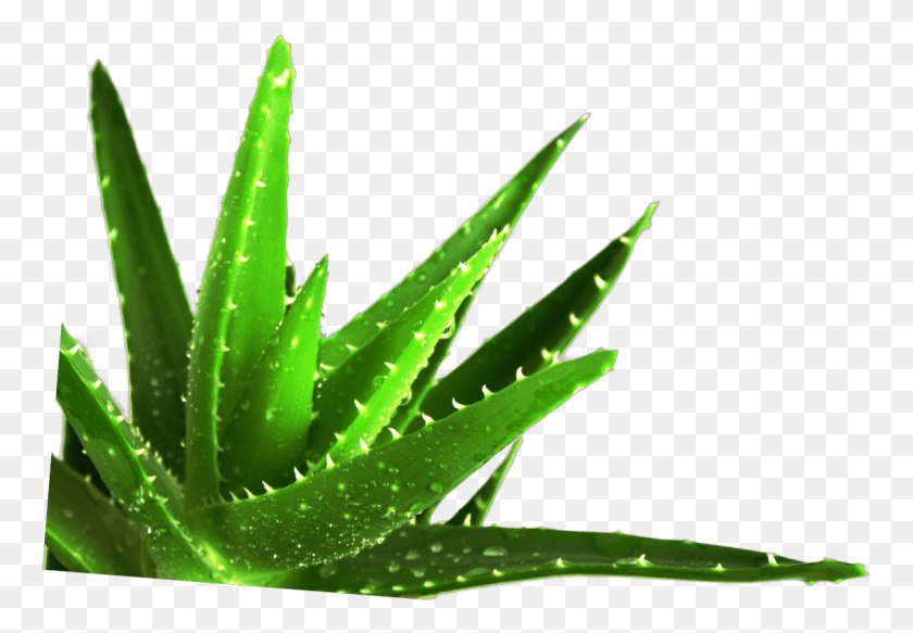 763x523 Aloe Vera To The Rescue, Aloe, Plant, Leaf HD PNG Download