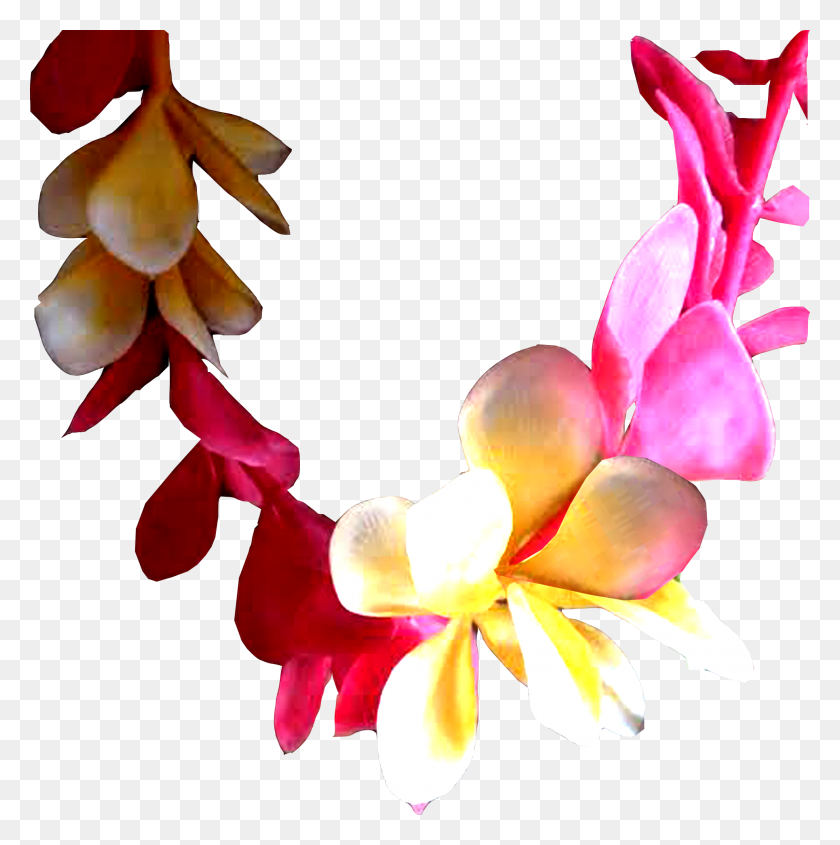1930x1944 Aloha Nui Loa, Plant, Petal, Flower HD PNG Download