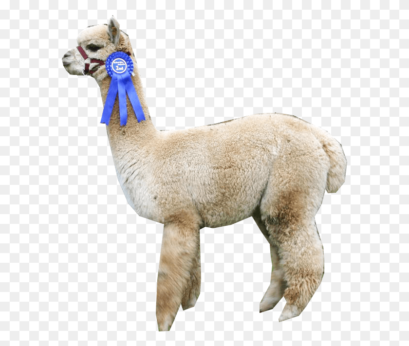 589x651 Alpaca Llama, Mammal, Animal, Sheep HD PNG Download