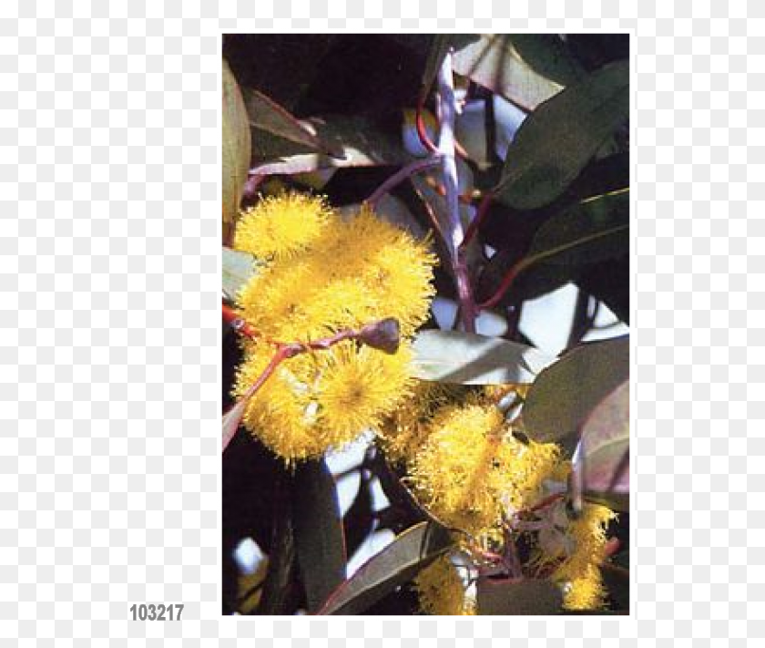 555x651 Альпийская Снежная Камедь Эвкалипт Banksia, Растение, Цветок, Цветение Hd Png Скачать