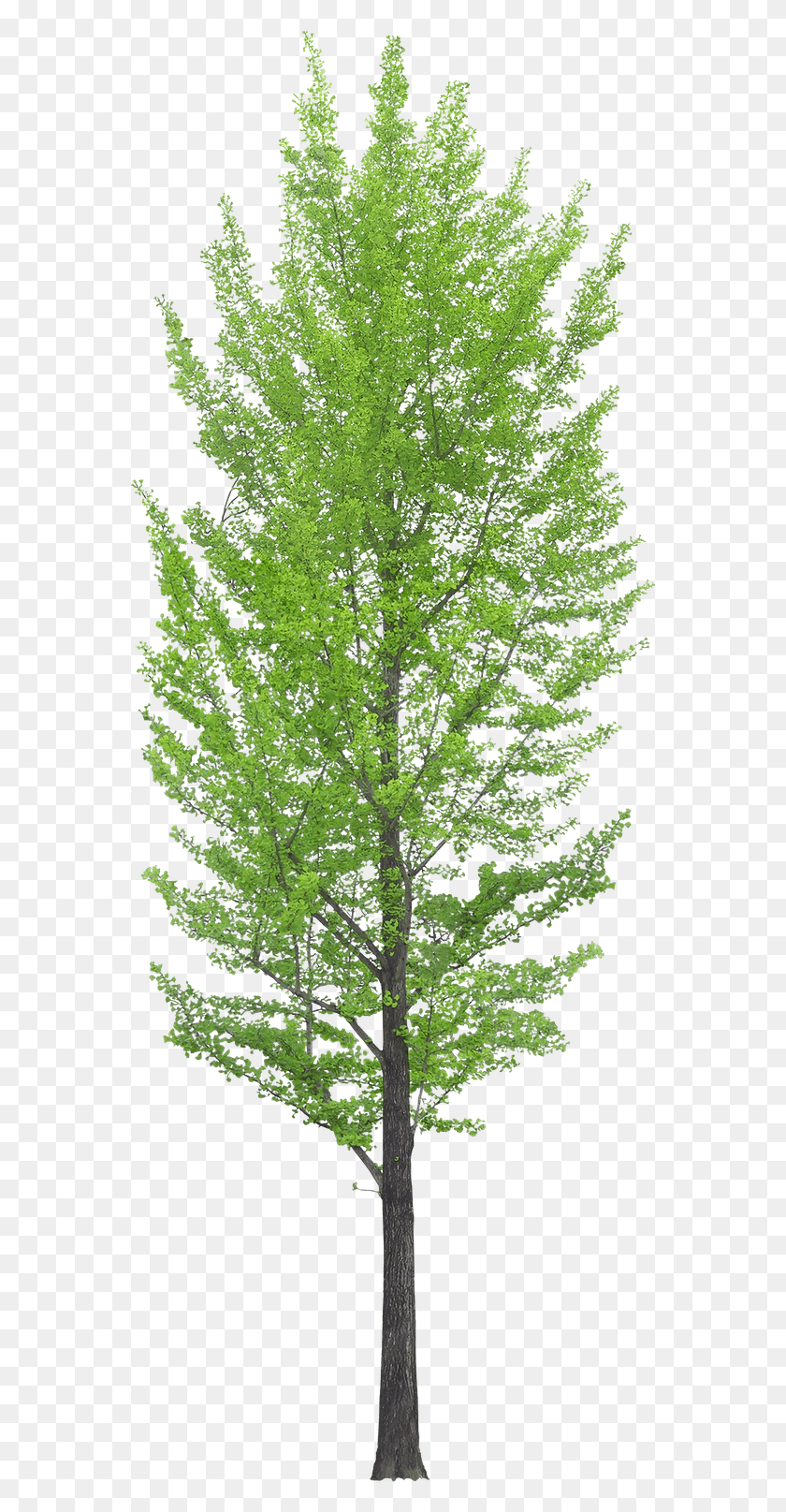 566x1555 Also Ramesh Pothkanoori Rameshpothkanoo Birch Transparent Background Tree, Plant, Conifer, Maple HD PNG Download