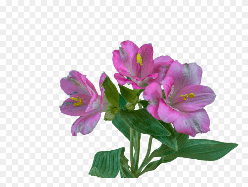 866x638 Descargar Png / Alstroemeria Púrpura Alstroemeria, Planta, Geranio, Flor Hd Png