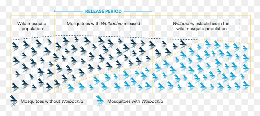 903x365 Альтернативное Использование Комара Wolbachia Wolbachia, Коврик, Текст, Электроника, Hd Png Скачать