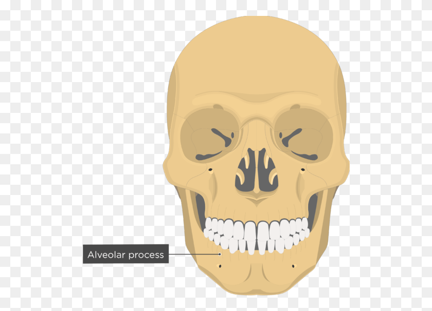 522x546 Alveolar Process Mandible Bone Anterior View Vomer Bone, Teeth, Mouth, Lip HD PNG Download