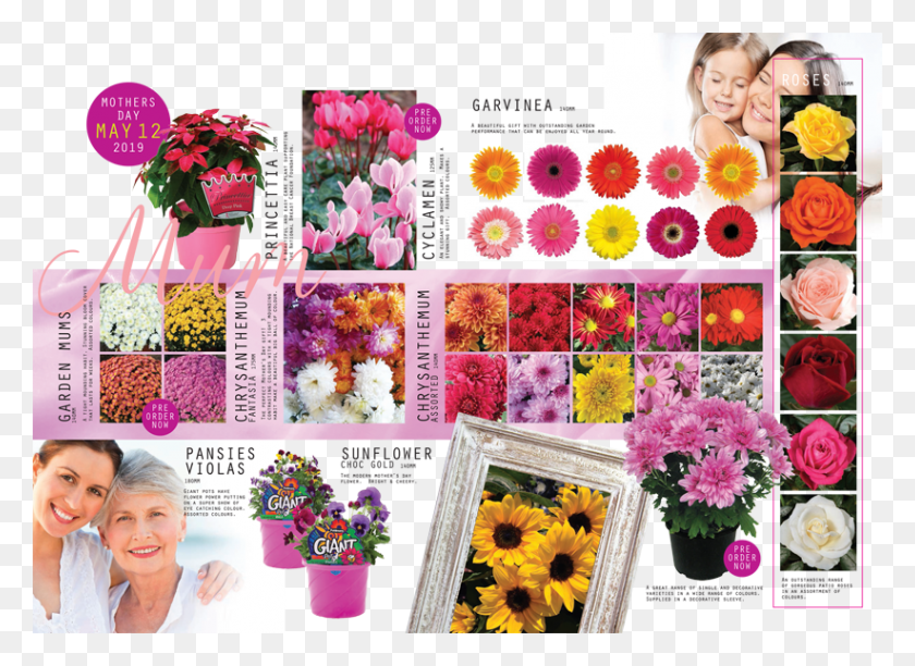 822x582 Am 1426632 On Special This Week Bouquet, Person, Collage, Poster HD PNG Download
