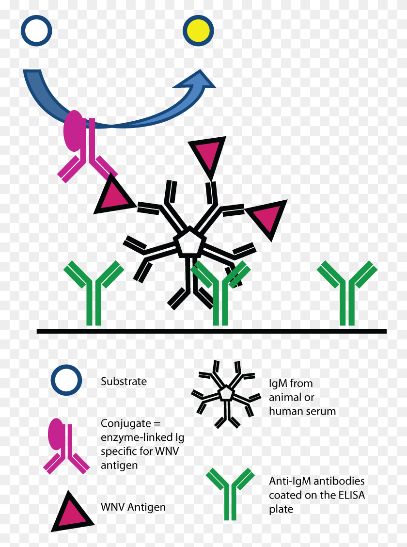 756x1068 Am 16232 Movit, Символ, Текст, Символ Звезды Hd Png Скачать