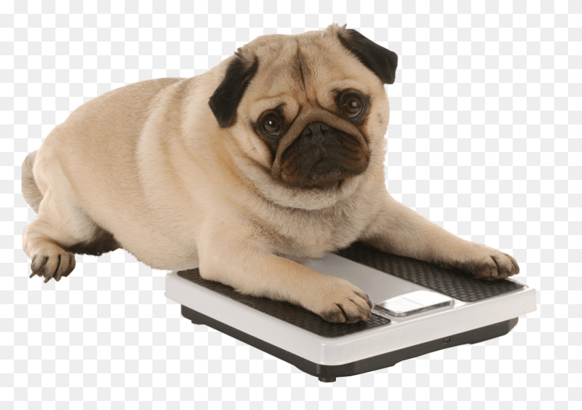 782x535 Am I Fat National Pet Obesity Awareness Day 2017, Canine, Mammal, Animal HD PNG Download