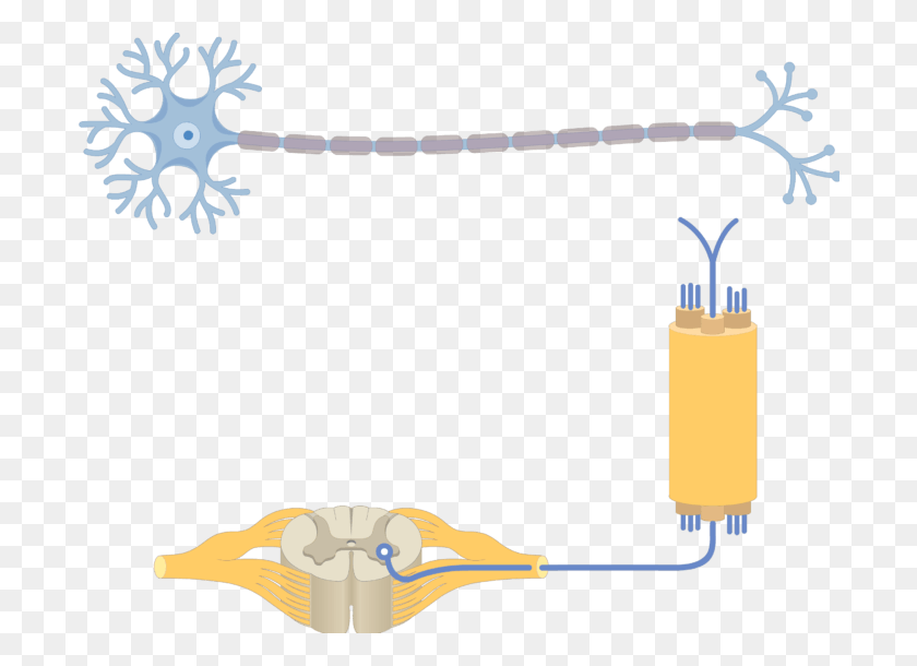 698x550 Am Image Showing The Basic Structure Of The Multipolar Structure Of Multipolar Neuron, Weapon, Weaponry, Bomb HD PNG Download