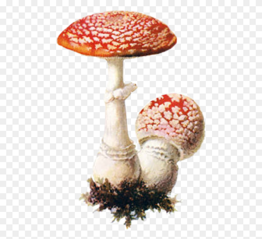 480x707 Amanita Muscaria Fly Agaric Graphics, Fungus, Plant, Mushroom HD PNG Download