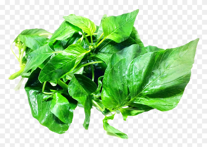 1143x785 Amaranth Leaves Image Amaranth, Plant, Spinach, Vegetable HD PNG Download