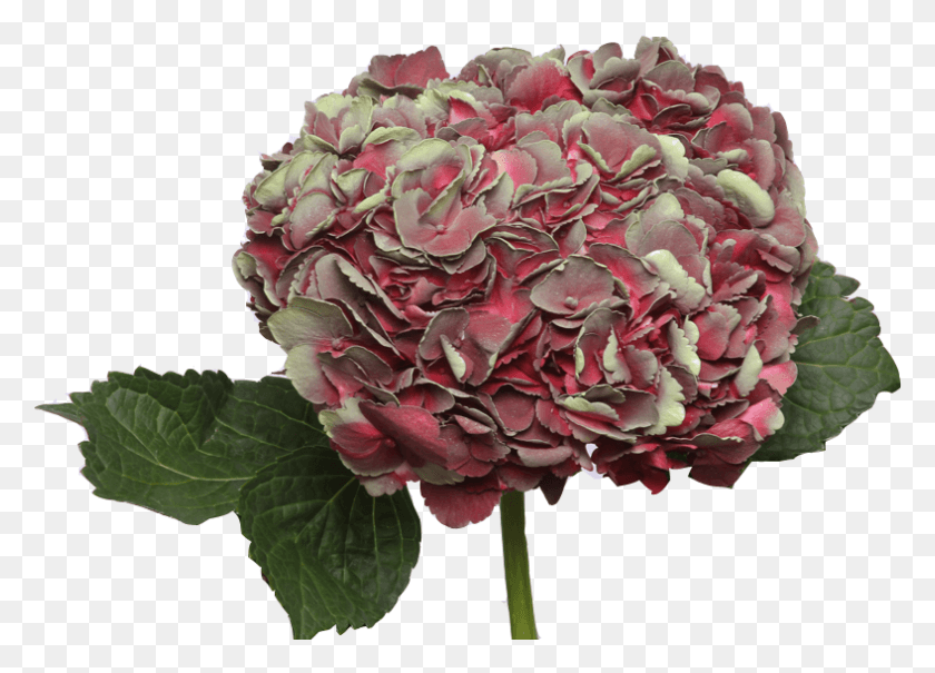 788x551 Аматис Бургундия Гортензия, Растение, Цветок, Цветение Hd Png Скачать