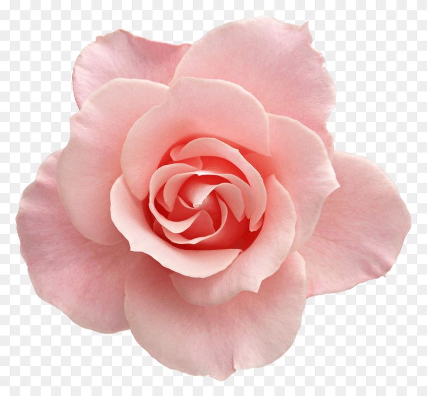 800x738 Роза Розада Фондо Прозрачный, Роза, Цветок, Растение Png Скачать