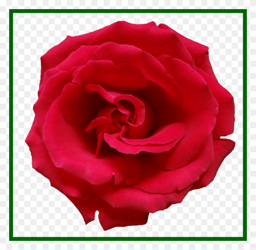 930x908 Amazing Red Decor Flower Of Clipart Rose, Plant, Blossom, Petal HD PNG Download